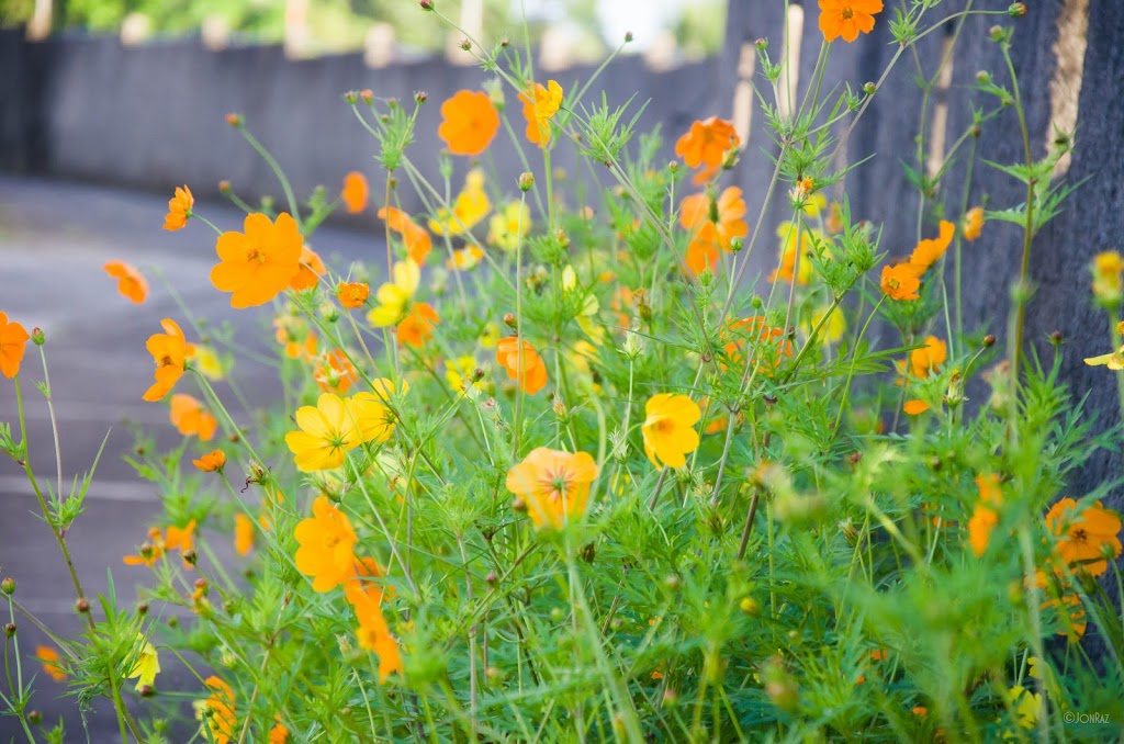 Flowers at Maryridge Tagaytay