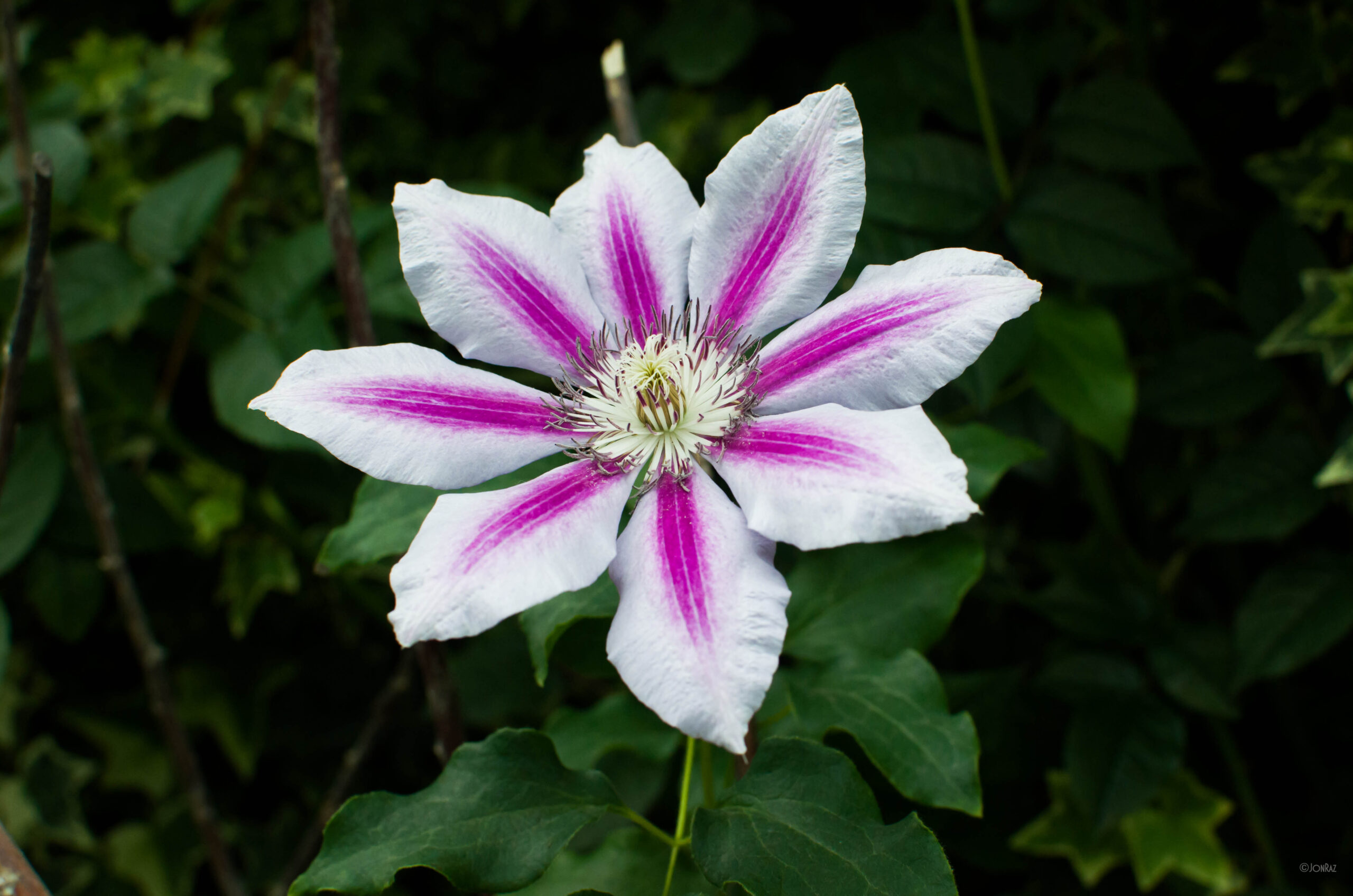 Flower Dome – Singapore