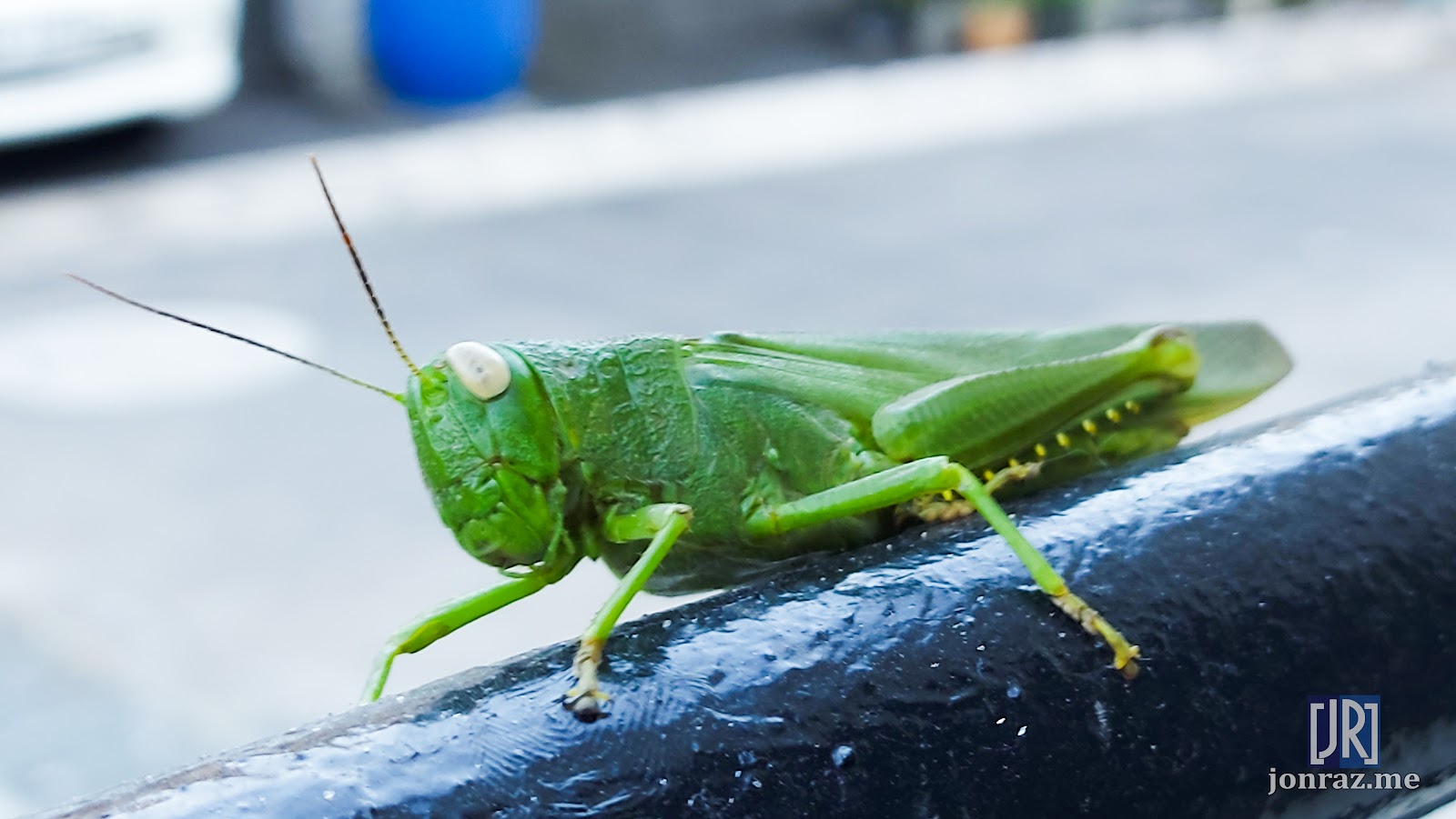 Grasshopper